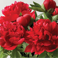 PAEONY RED ROBIN