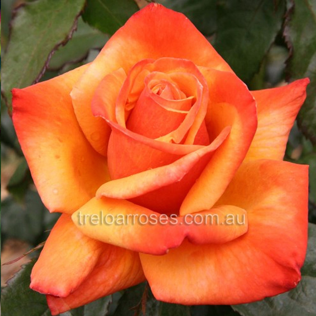 PRE ORDER - REMEMBER ME - Bare Rooted