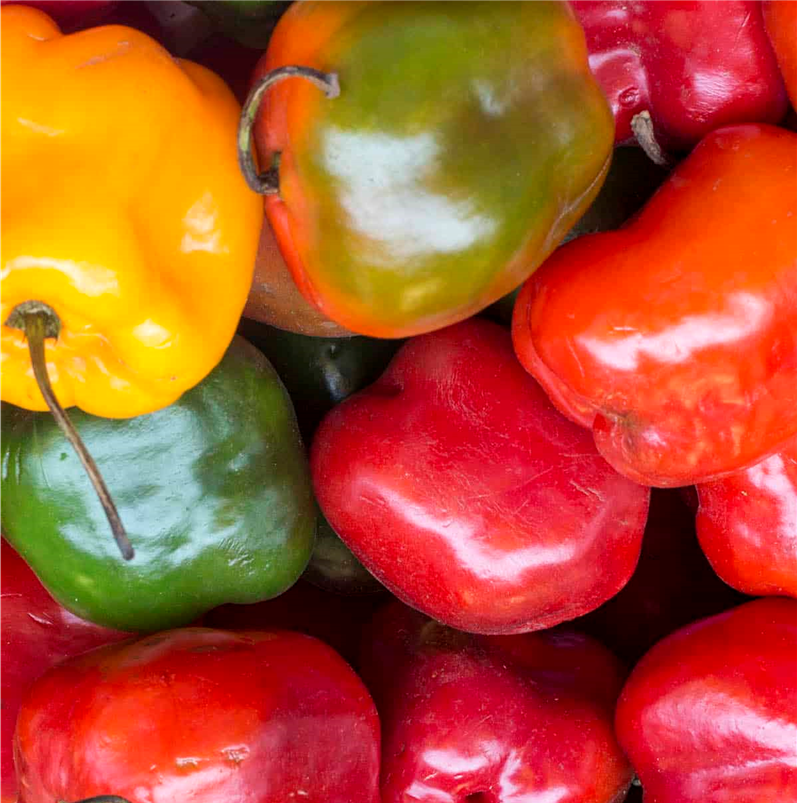 ROCOTO TREE CHILLI