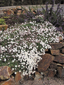 RHODANTHE PAPER CASCADE