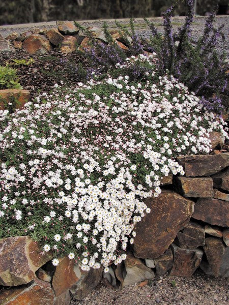 RHODANTHE PAPER CASCADE