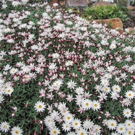 RHODANTHE PAPER CASCADE