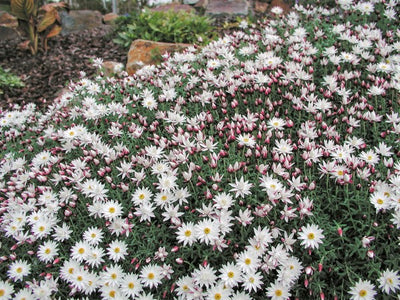 RHODANTHE PAPER CASCADE