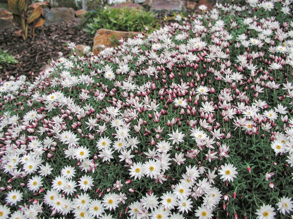 RHODANTHE PAPER CASCADE