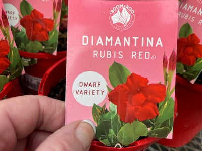 MANDEVILLA RED 140MM
