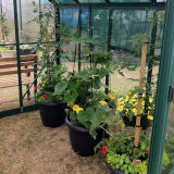 GREENHOUSE 6X12 SINGLE DOOR GLASS