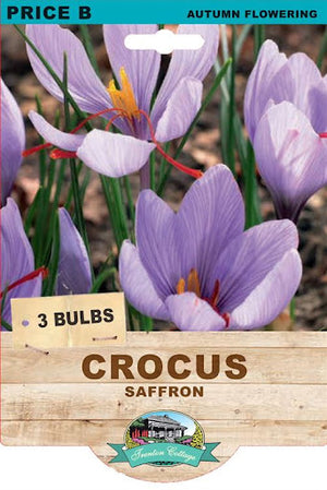 SAFFRON CROCUS 2PK