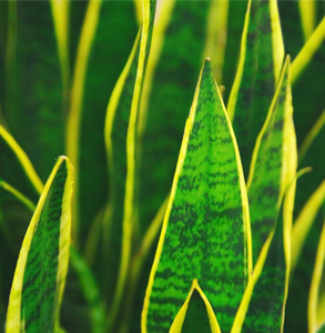 SANSEVIERIA / MOTHER IN LAWS TONGUE