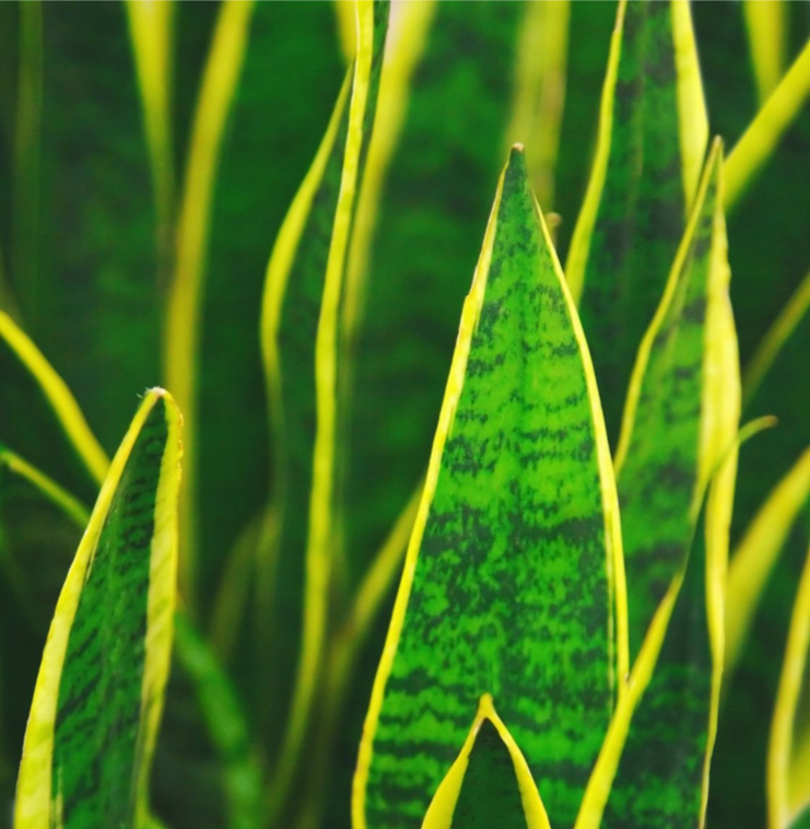 SANSEVIERIA / MOTHER IN LAWS TONGUE