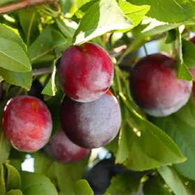 Fruit Trees Category