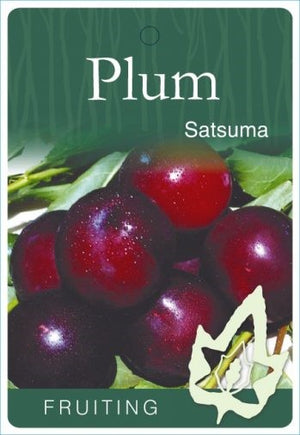 PRE ORDER -PLUM SATSUMA - BARE ROOTED