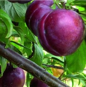 Fruit Trees Category