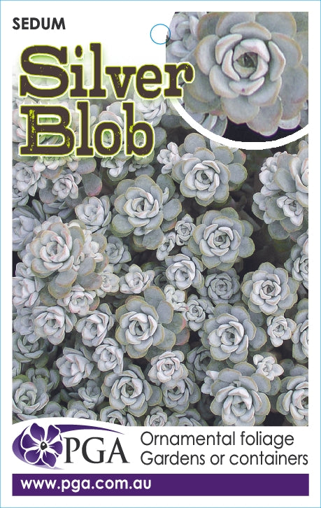 blob succulent SEDUM SILVER BLOB