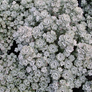 SEDUM SILVER BLOB