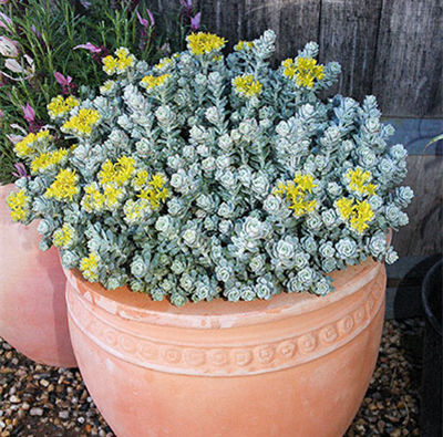 blob succulent SEDUM SILVER BLOB