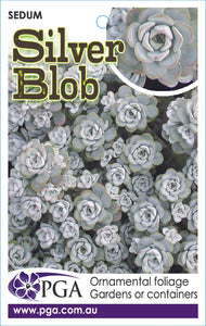 SEDUM SILVER BLOB