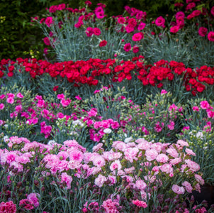 DIANTHUS SCENT FIRST RANGE