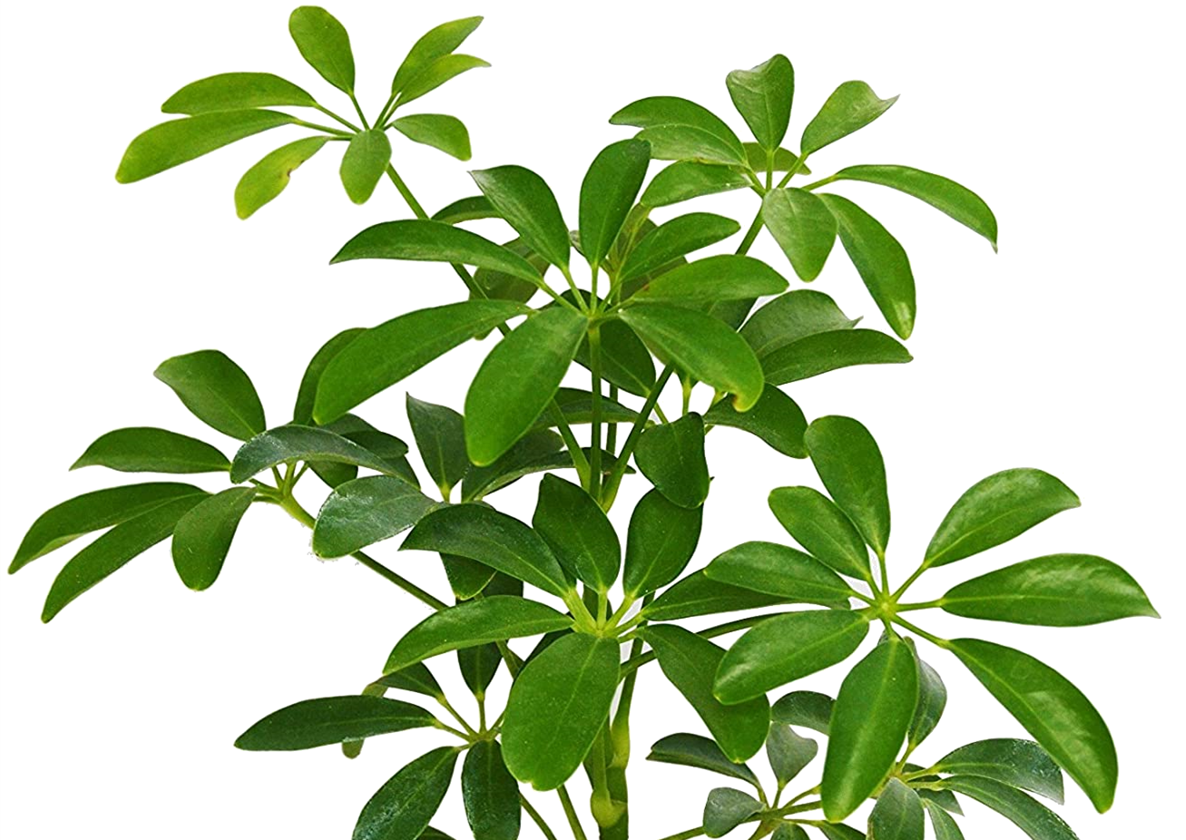 SCHEFFLERA AMATE 130MM