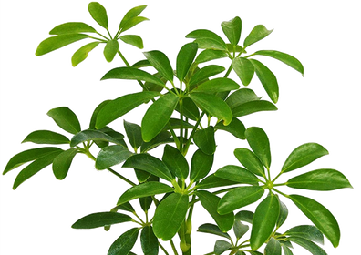 Plants