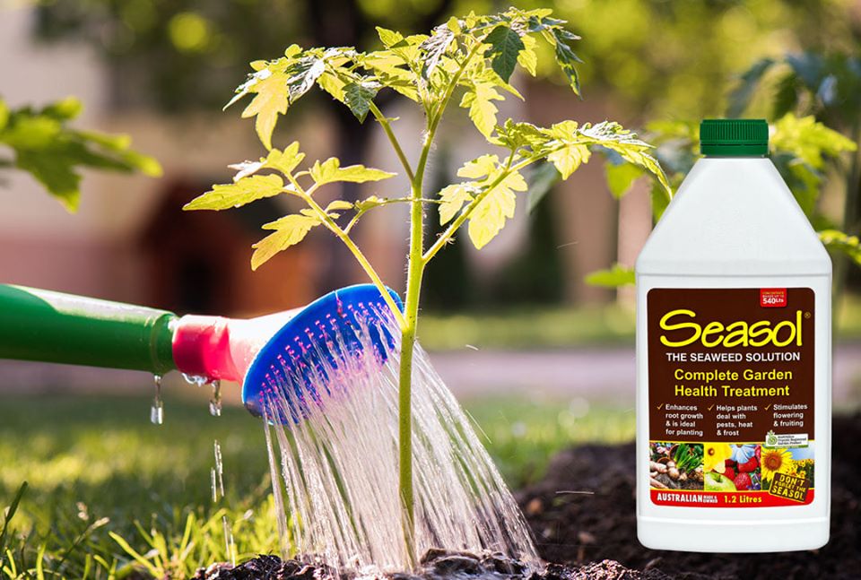 seasol for succulents SEASOL 1LT