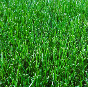ARID GRASS SEED 400G