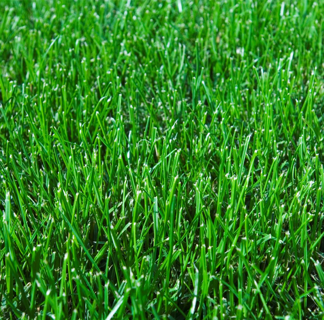 Garden Care - General