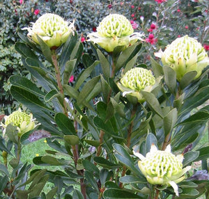 SHADY LADY WHITE WARATAH