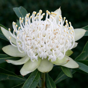 SHADY LADY WHITE WARATAH