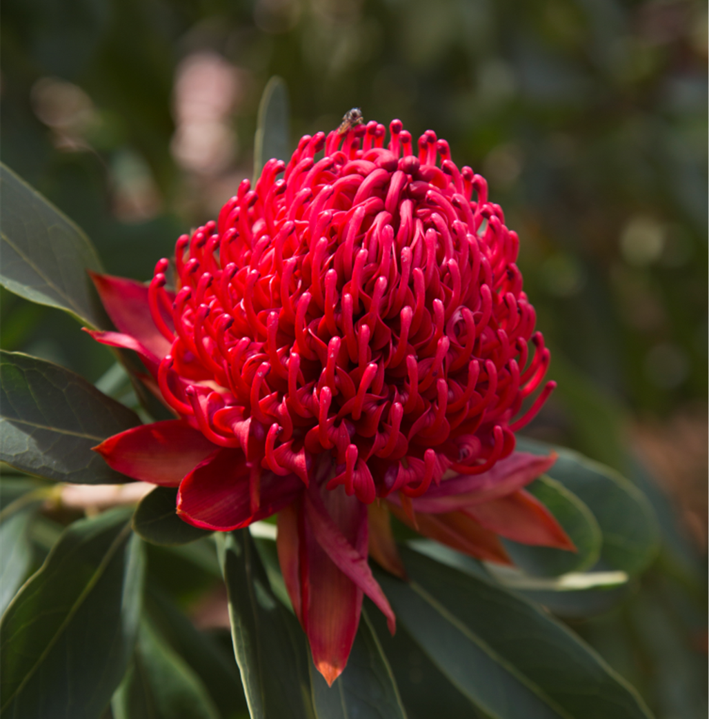 SHADY LADY CRIMSON WARATAH
