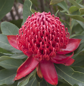 SHADY LADY CRIMSON WARATAH