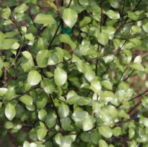 PITTOSPORUM SILVER SHEEN