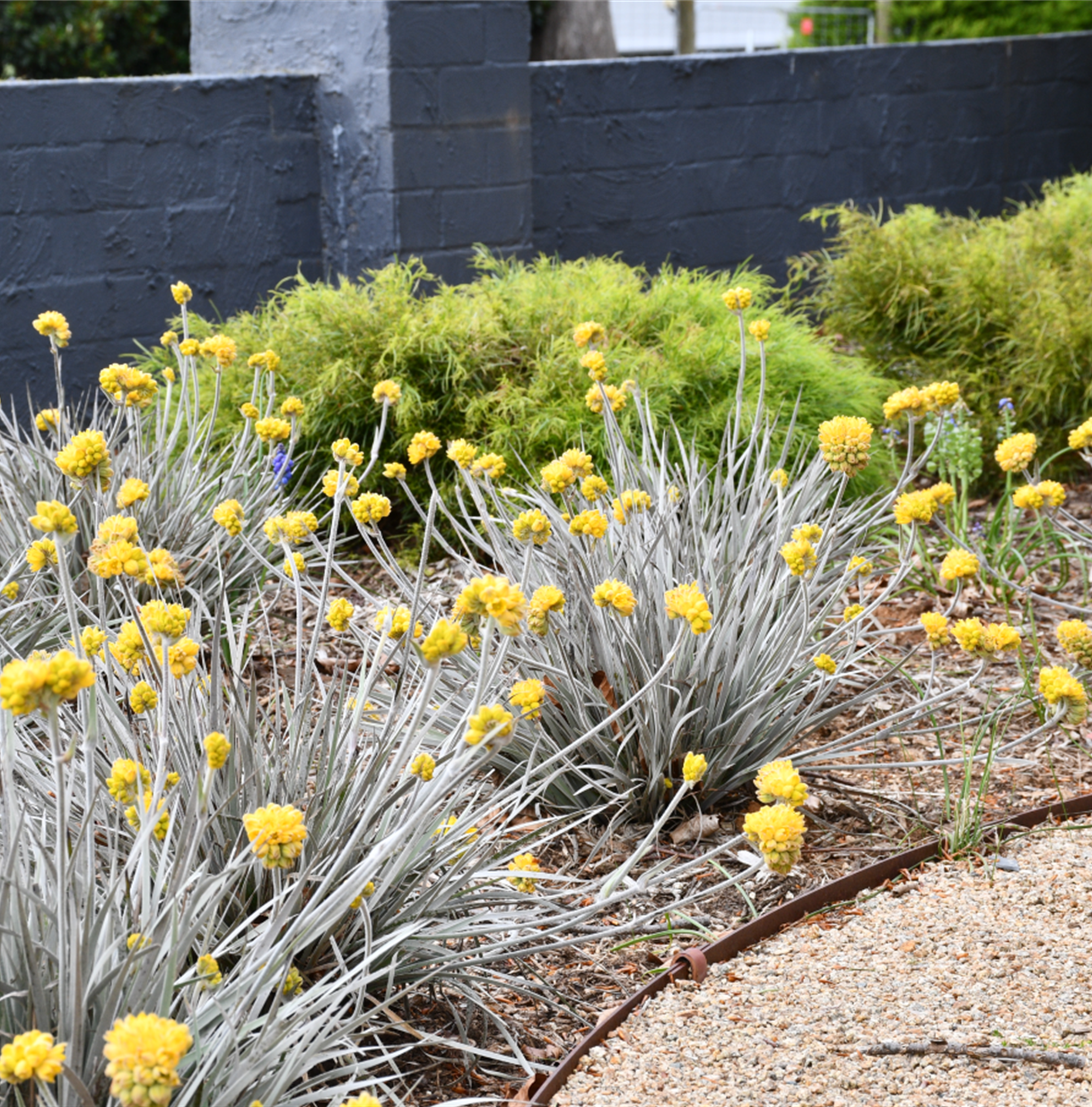 CONOSTYLIS SILVER SUNRISE