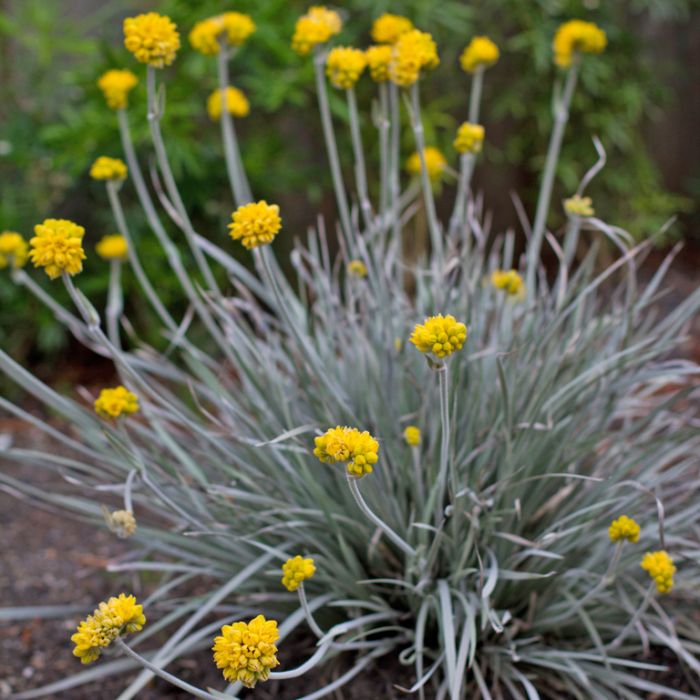 CONOSTYLIS SILVER SUNRISE