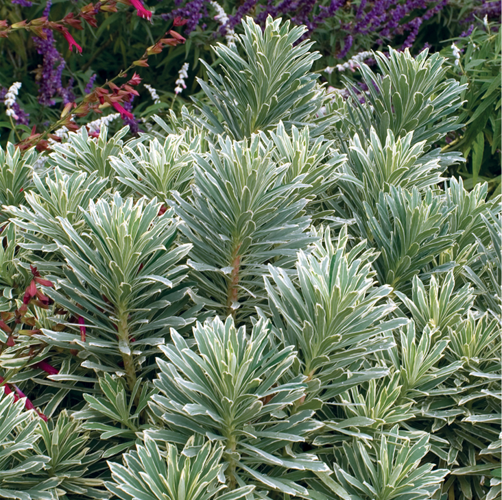 EUPHORBIA SILVER SWAN 140mm