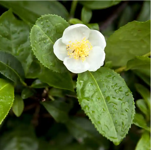 CAMELLIA SINENSIS TEA CAMELLIA