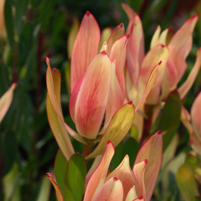 LEUCODENDRON SIXTEEN CANDLES