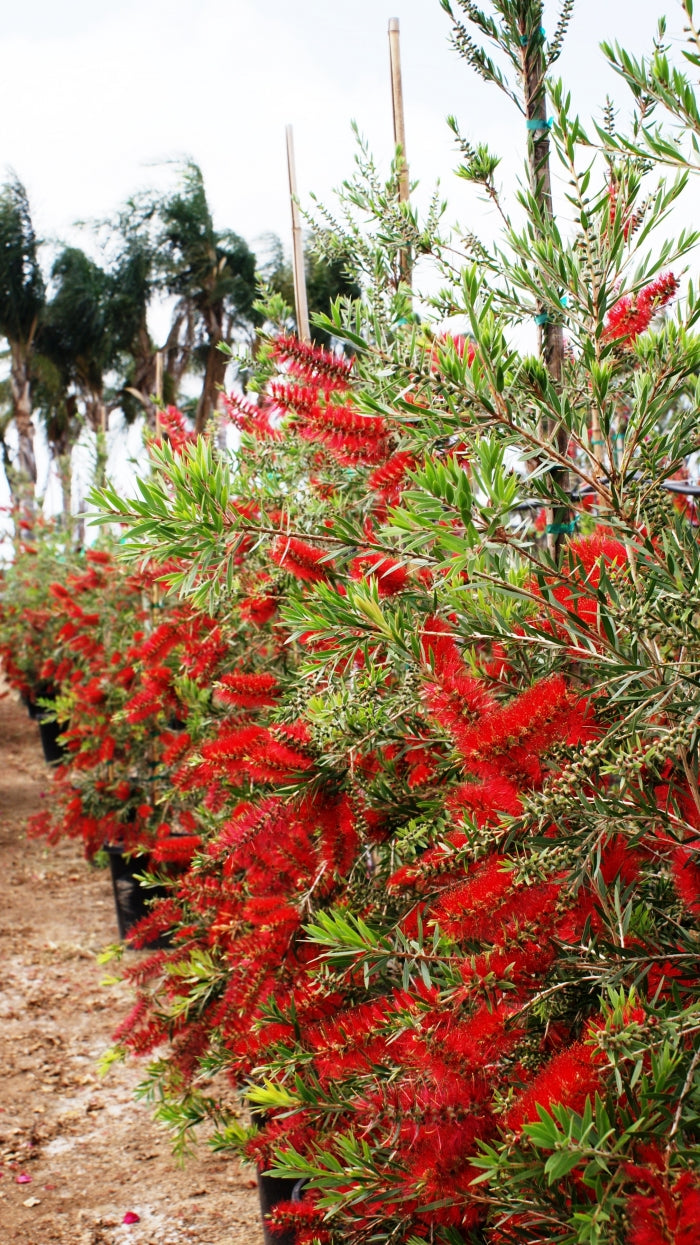 CALLISTEMON VIMINALIS SLIM