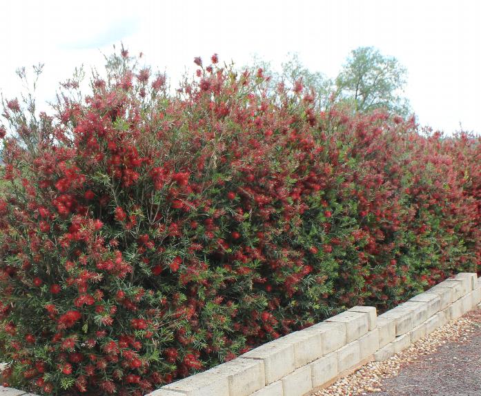 CALLISTEMON VIMINALIS SLIM