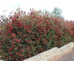 CALLISTEMON VIMINALIS SLIM