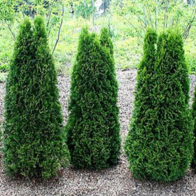 Plants