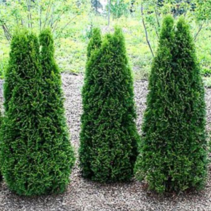 THUJA OCCIDENTALIS SMARAGD 140mm