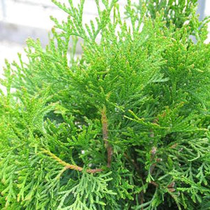 THUJA OCCIDENTALIS SMARAGD 200mm