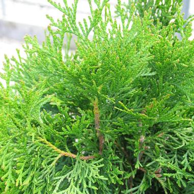 Plants