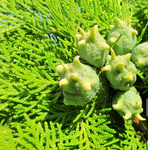 THUJA OCCIDENTALIS SMARAGD 140mm
