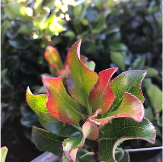 Plants