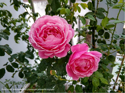 DELBARD SOEUR EMMANUELLE - BARE ROOTED
