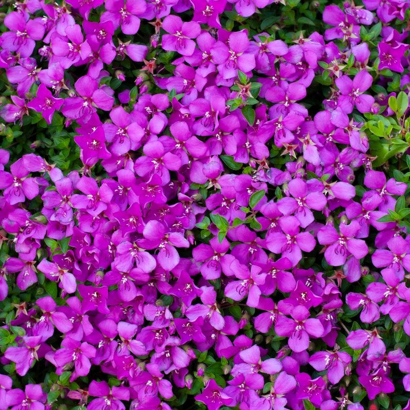 HETEROCENTRON SPANISH SHAWL