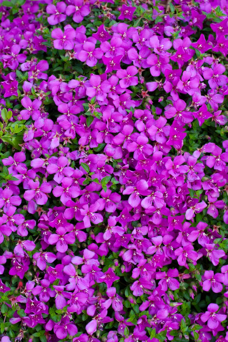 HETEROCENTRON SPANISH SHAWL