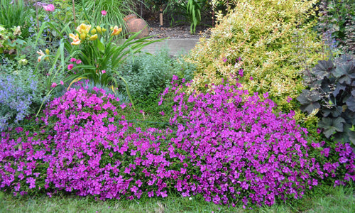 HETEROCENTRON SPANISH SHAWL