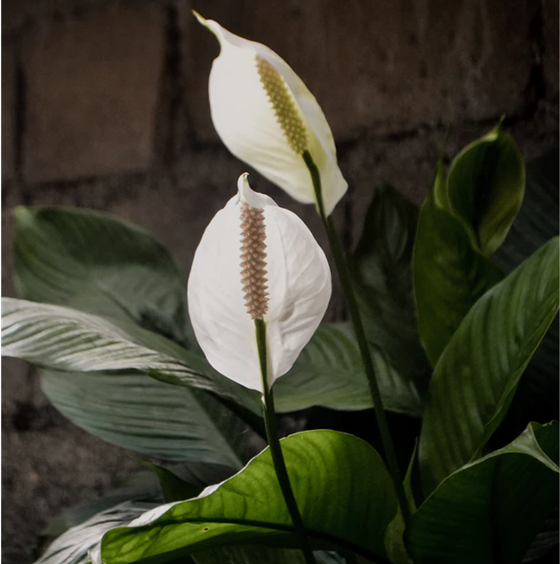 SPATHIPHYLLUM - PEACE LILY 200mm
